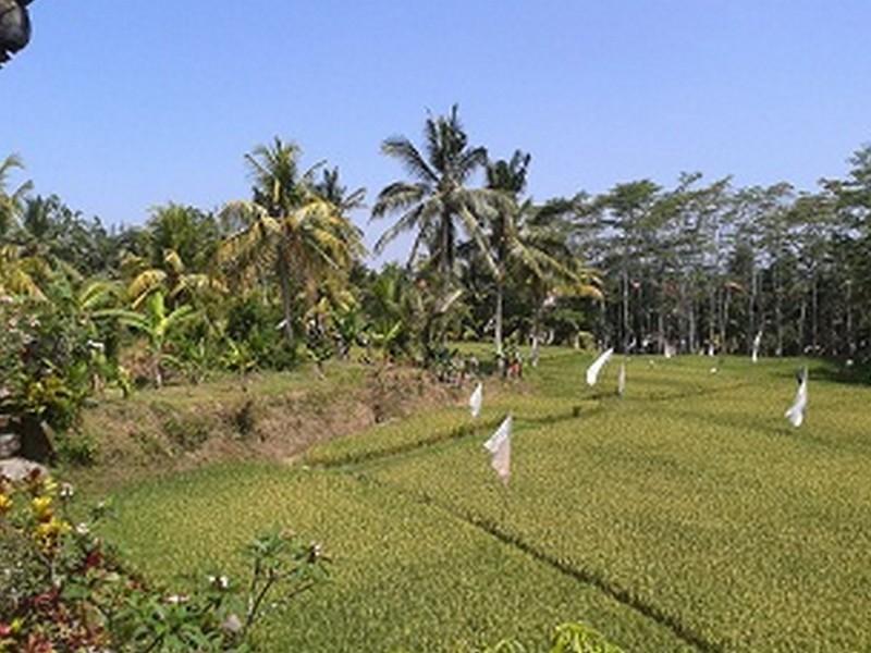 Arjana Bungalows 2 Ubud Buitenkant foto